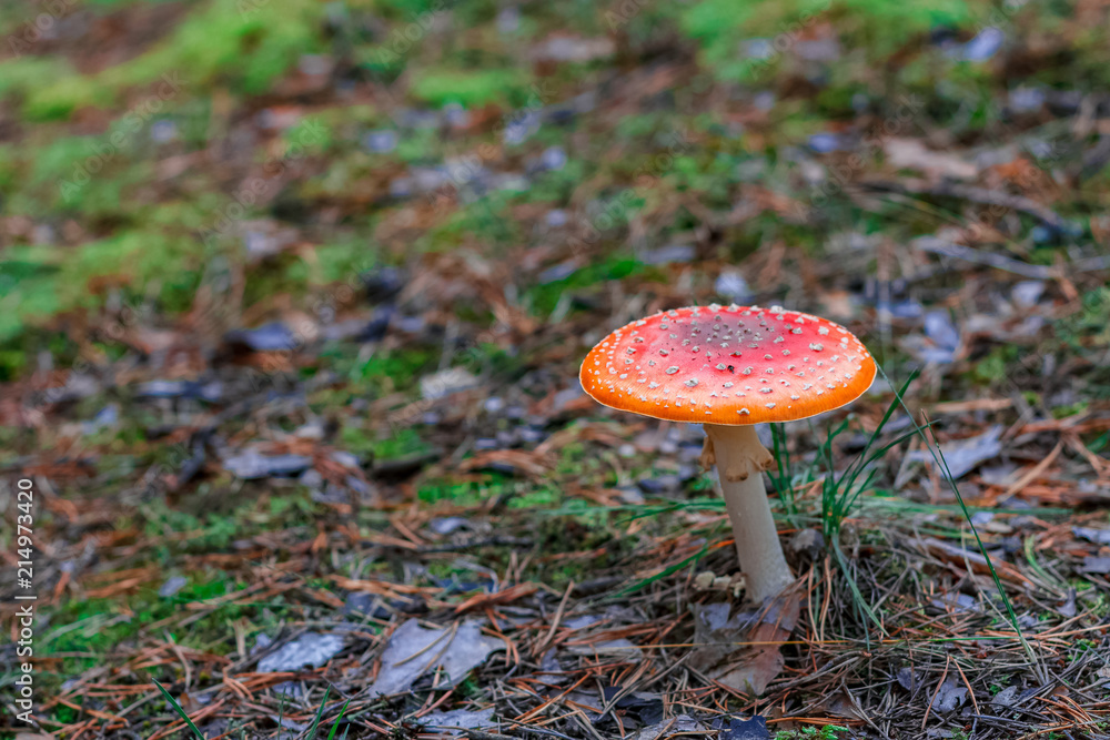 Red poisonous Amanita mushroom
