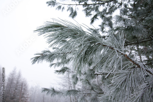 Frosty pine branch at winter in finnish forest close-up.