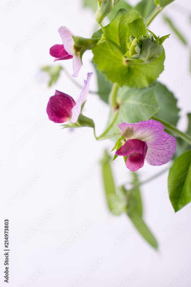 Close up green pea stem with purple flower and leaf on the white background. Selective focus. Copy space Close up green pea stem with purple flower and leaf on the white background. Selective focus. Copy space