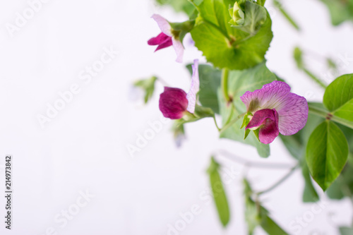 Close up green pea stem with purple flower and leaf on the white background. Selective focus. Copy space