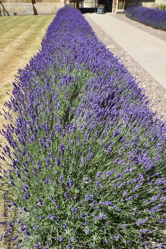 Fototapeta Naklejka Na Ścianę i Meble -  Allée de lavande