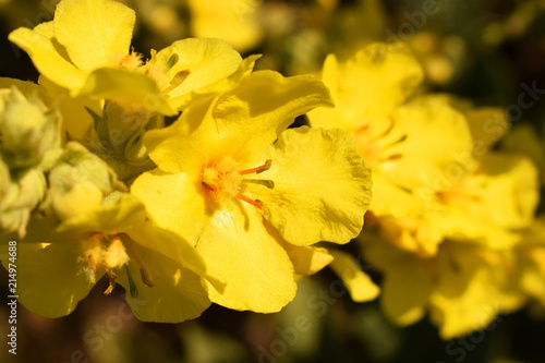 Yellow inflorescences of Verbascum thapsus. Medicinal and ornamental plant. Summer decorative sunny meadow flowers. Macro photo.