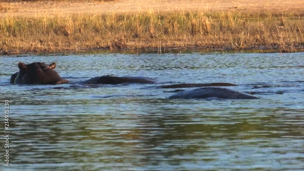 Hippos in the water. Riverfront, Chobe National Park, Botswana. Hippos in the water. Riverfront, Chobe National Park, Botswana.