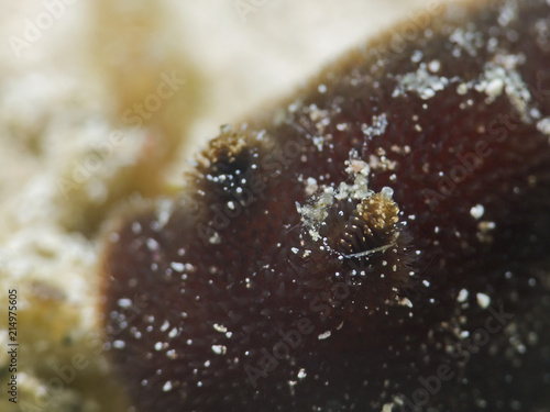 Rhinophore of a dorid nudibranch