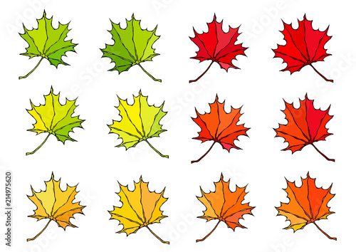 Maple Leaves. Canadian Day Symbol. Autumn or Fall Harvest Collection. Realistic Hand Drawn High Quality Vector Illustration. Doodle Style.