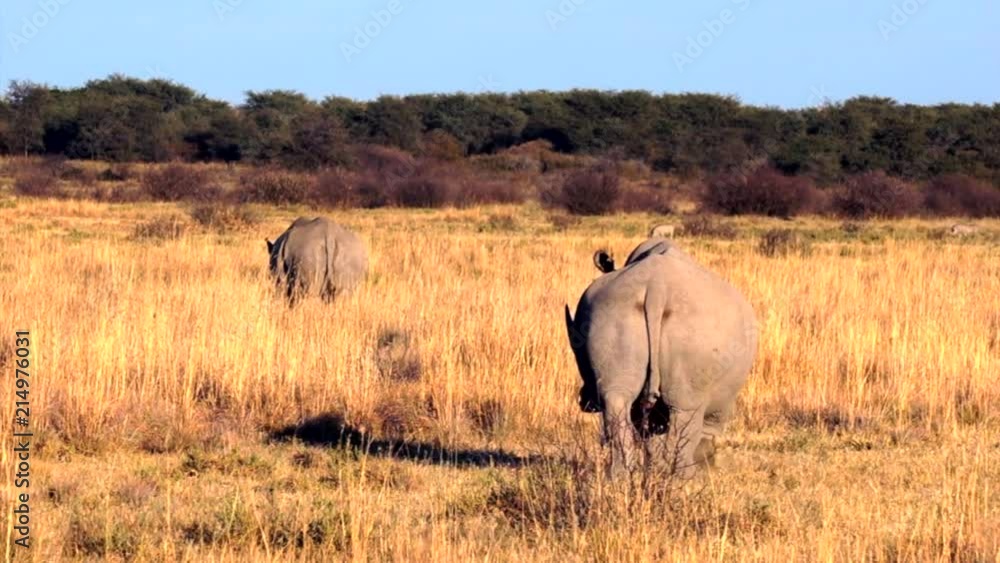 Rhino with a little one. Khama Rhino Sanctuary, Serowe, Botswana. Rhino with a little one. Khama Rhino Sanctuary, Serowe, Botswana.