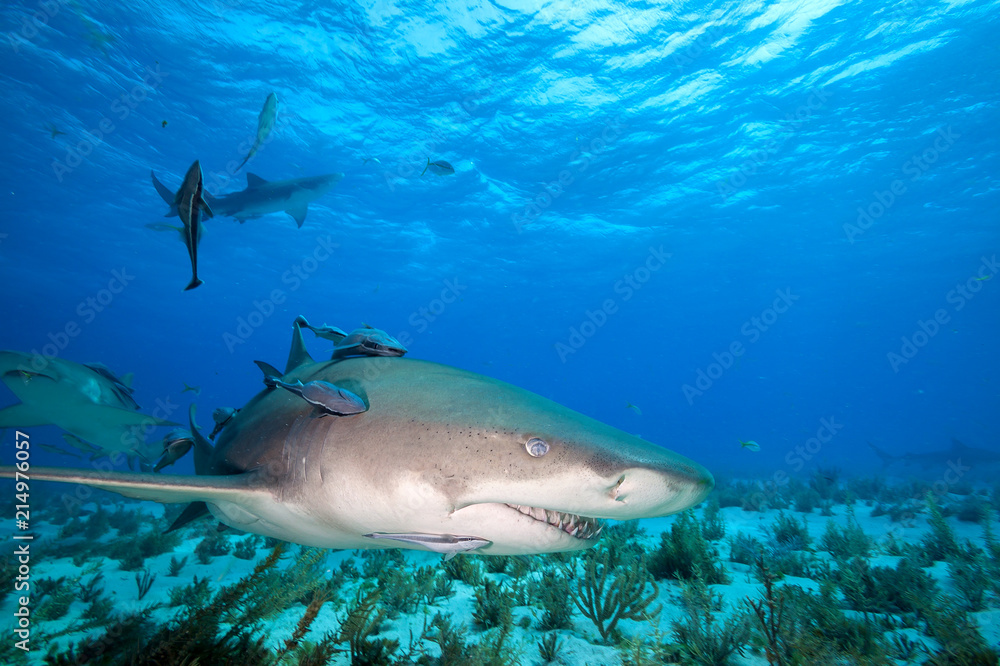 Fototapeta premium Lemon shark at Tiger beach, Bahamas 