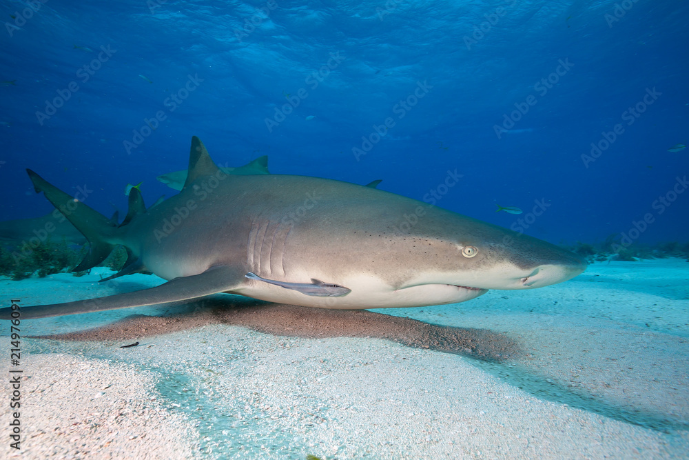 Fototapeta premium Lemon shark at Tiger beach, Bahamas 