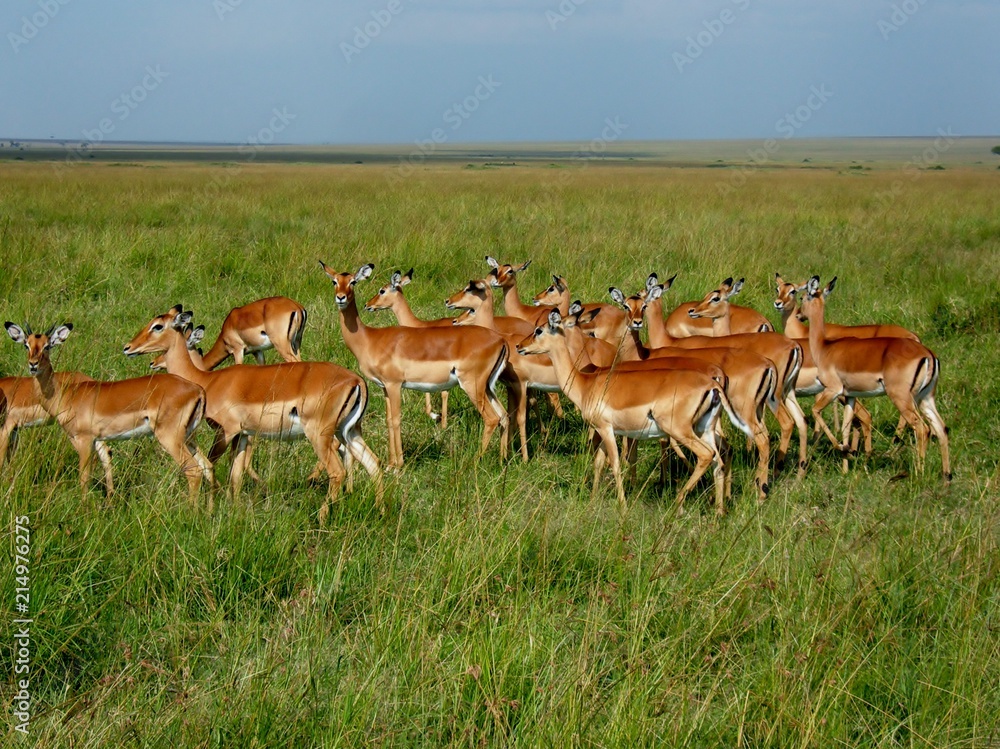 Herd of Gazelles in Masai Mara, Kenya Herd of Gazelles in Masai Mara, Kenya