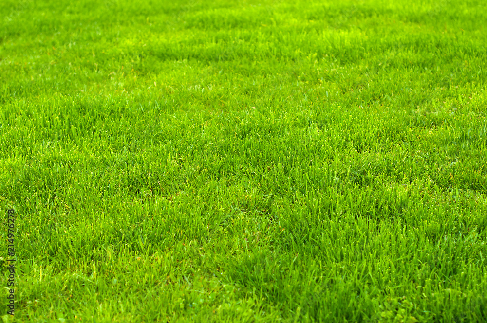 Fresh green manicured lawn close up. Clipped green grass background. Green lawn pattern textured background. Fresh green manicured lawn close up. Clipped green grass background. Green lawn pattern textured background.