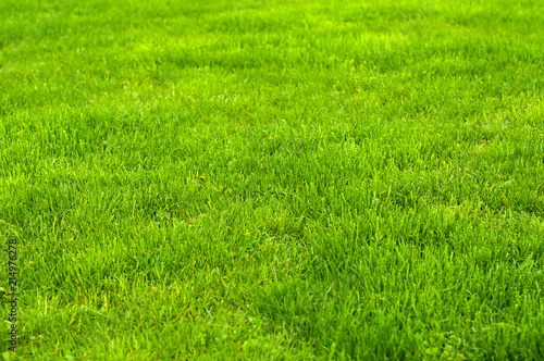Fresh green manicured lawn close up. Clipped green grass background. Green lawn pattern textured background.