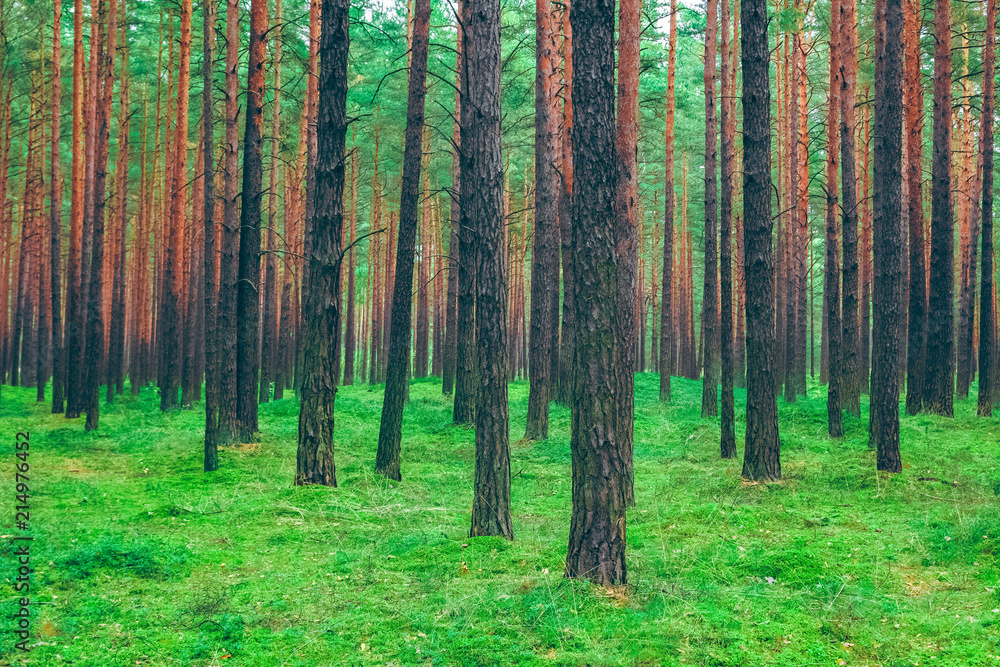 Obraz premium Pine forest green landscape