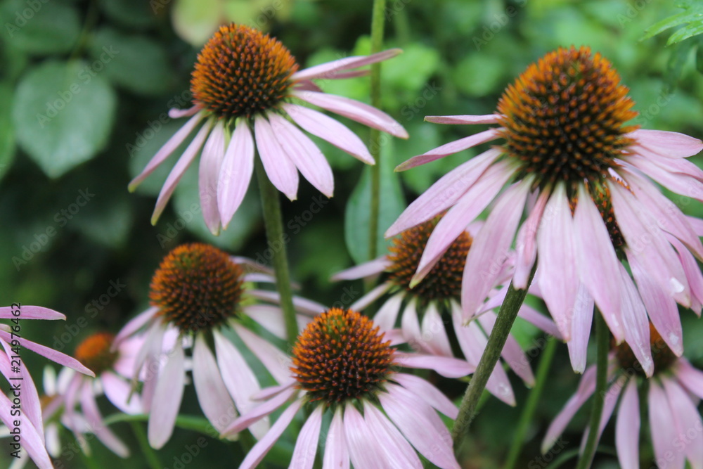 Echinacea, medicinal herbs, Echinacea on the flower bed, Echinacea in the dew, Echinacea after rain, Echinacea cultivation Echinacea, medicinal herbs, Echinacea on the flower bed, Echinacea in the dew, Echinacea after rain, Echinacea cultivation