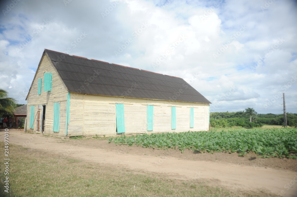 Tobacco plantation and farm n Vinales Valley,Cuba.