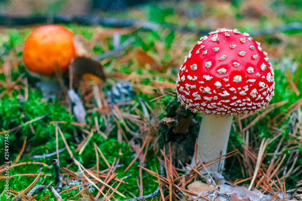 Amanita Muscaria poisonous mushroom Amanita Muscaria poisonous mushroom