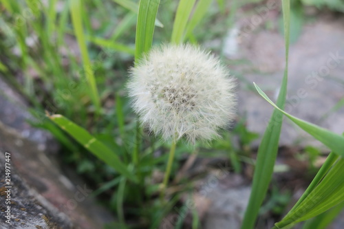 Fototapeta Naklejka Na Ścianę i Meble -  dandelion flower head close up