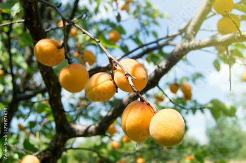 Wallpaper Mural ripe apricots on a tree branch Torontodigital.ca
