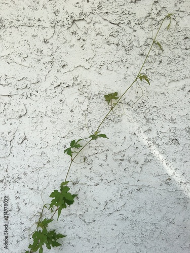 Green ivy growing on dusty white stucco wall