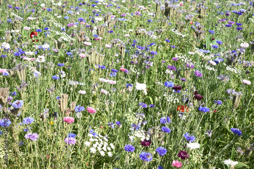 Prairie avec bleuets photo