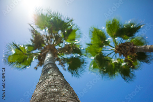 Green Tropical Coconut Palm Trees in the Blue Sunny Sky