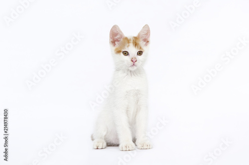 animals, cat beauty, ear, emotion, empty, expression, eyes, young, domestic, domestic animal, domestic cat, domestic cats