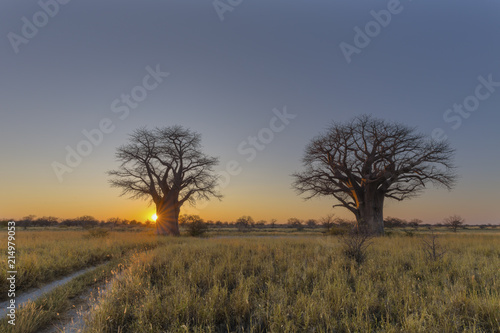 Sun starburst at sunrise at Baines Baobab campsite
