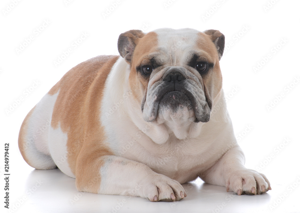 male english bulldog