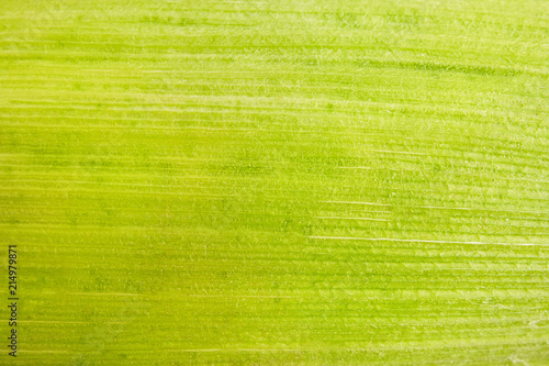 Corn leaf close up