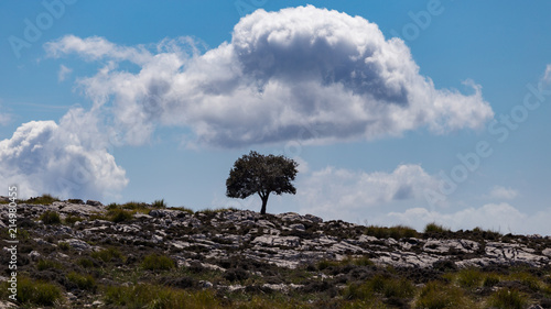Isolated tree raising up in the harsh environment that defines the landscape in Mallorca.