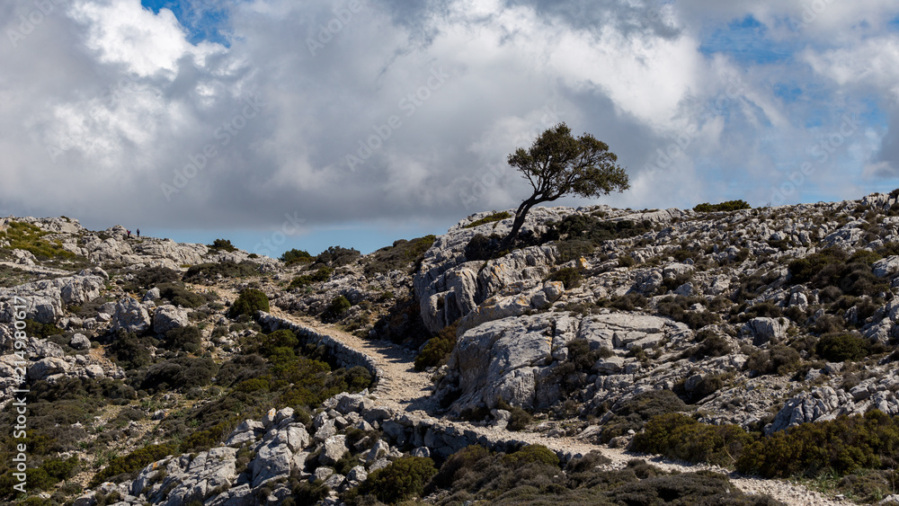 Isolated tree raising up in the harsh environment that defines the landscape in Mallorca. Isolated tree raising up in the harsh environment that defines the landscape in Mallorca.