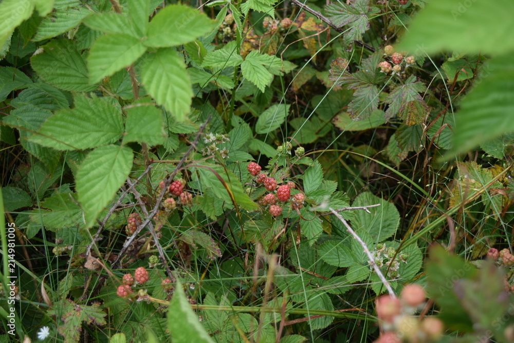 Wild Blackberries