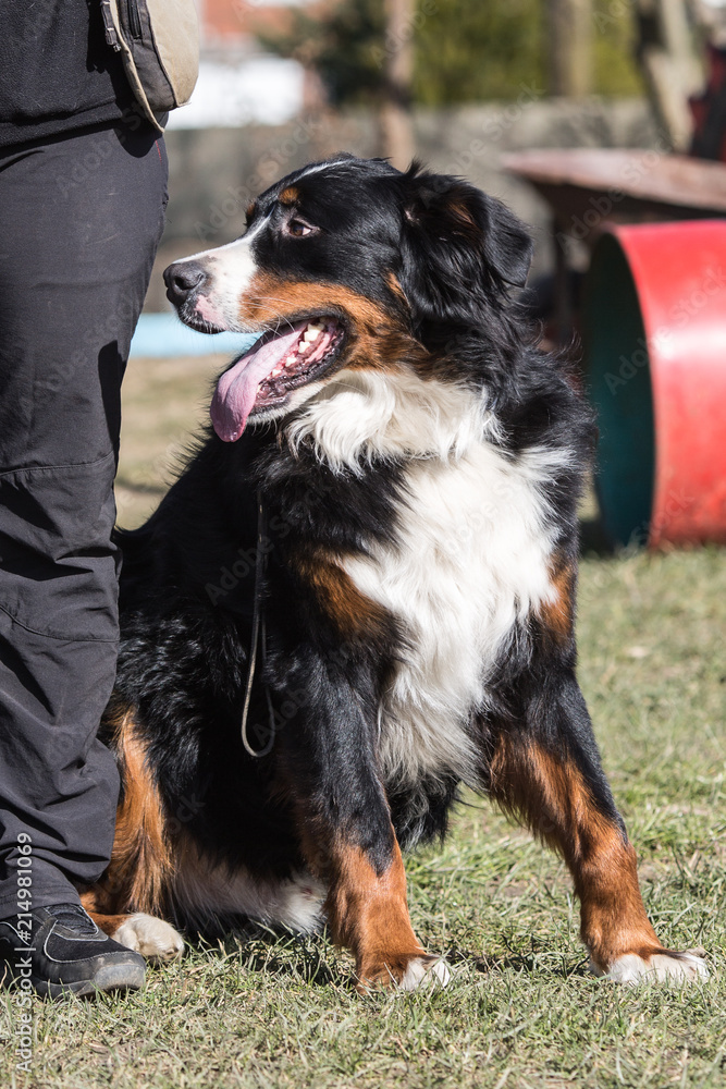 Portrait of a Bernese Mountain Dog living in Belgium