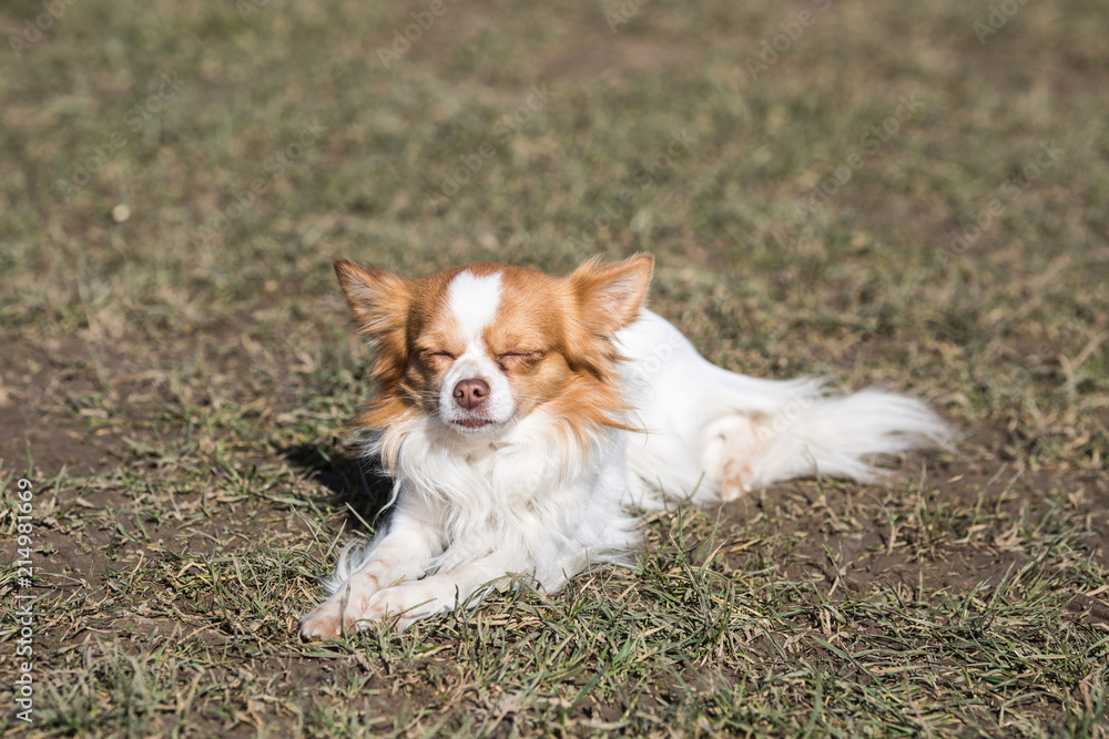 Portrait of a chihuahua living in Belgium