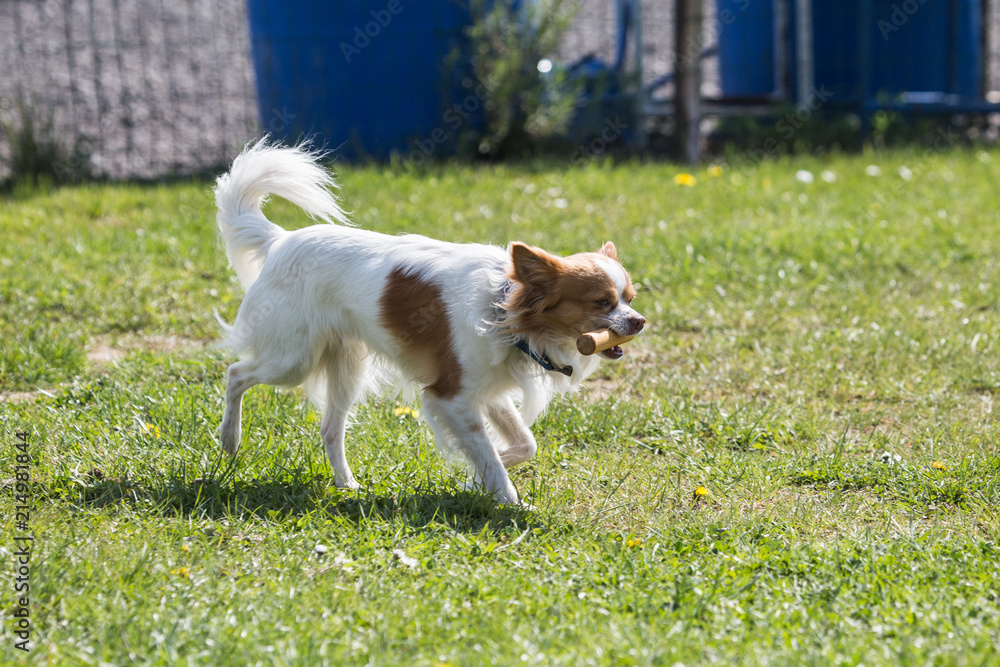 Portrait of a chihuahua living in Belgium Portrait of a chihuahua living in Belgium