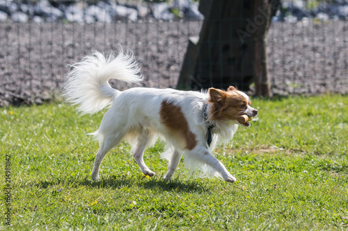 Portrait of a chihuahua living in Belgium