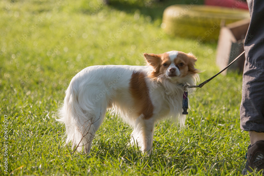 Portrait of a chihuahua living in Belgium Portrait of a chihuahua living in Belgium