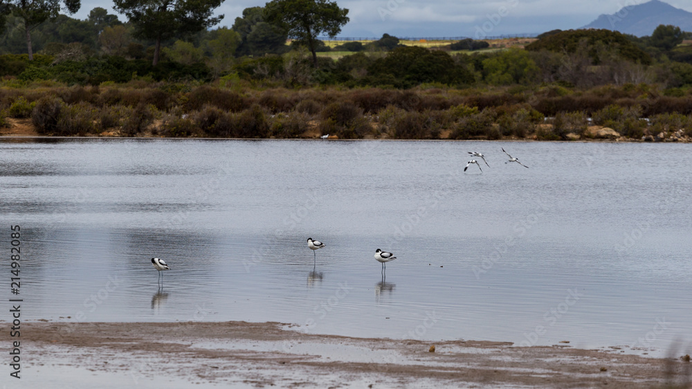 Exotic birds living in a lagoon near Las Salinas, Mallorca. Exotic birds living in a lagoon near Las Salinas, Mallorca.