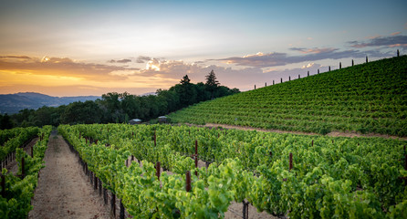 Foto auf Acrylglas Weingarten Wine grape vineyard at sunset  © DGC