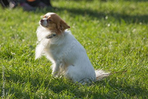 Portrait of a chihuahua living in Belgium