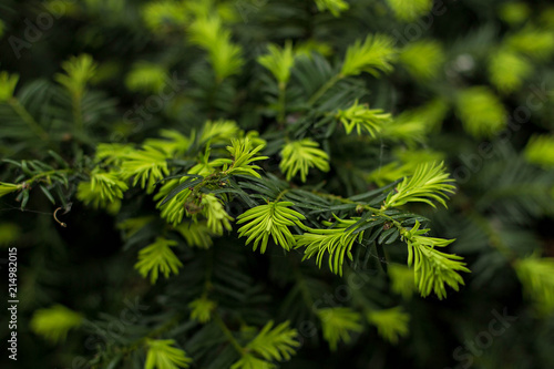Young fir-tree in the spring. coniferous background. Germany  Bremen.