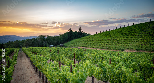 Wine grape vineyard at sunset photo