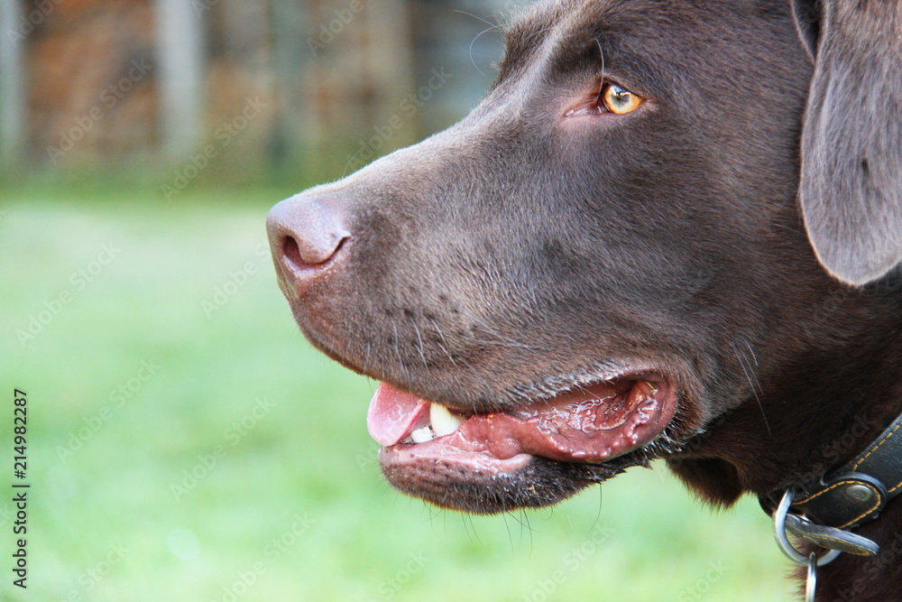 Nahaufnahme eines braunen Labradors mit bernsteinfarbenen Augen und offener Schnauze