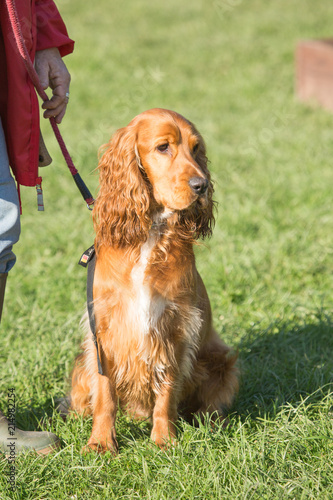 Portrait of a cocker living in Belgium