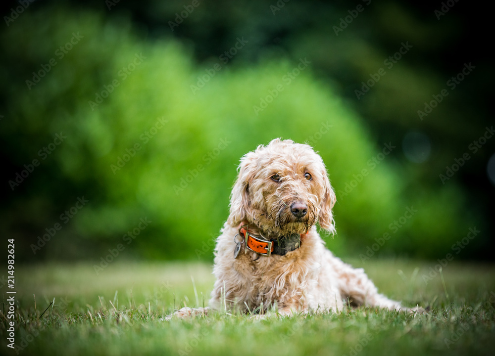 The Golden Labradoodle