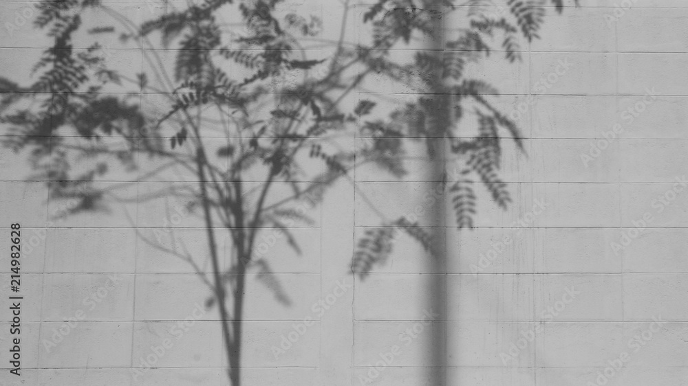 shadow of branches and leaves on white cement wall shadow of branches and leaves on white cement wall