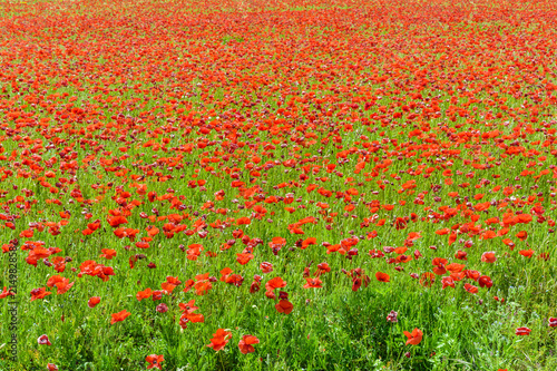 A field of poppies in full bloom under a bright sunshine.