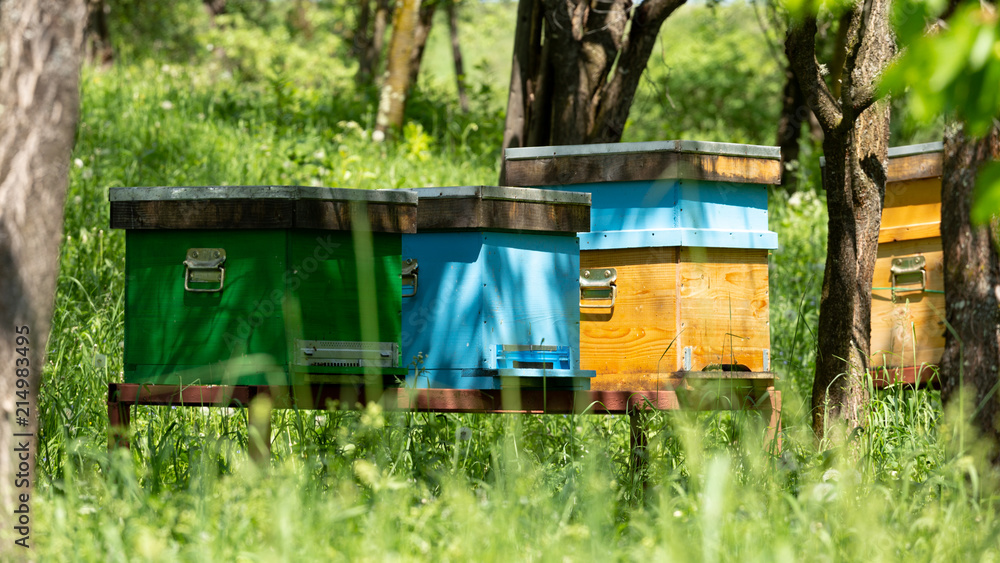 Bees are one of the most important insects in the world. They help the planet by repopulating the plants. Bees are one of the most important insects in the world. They help the planet by repopulating the plants.