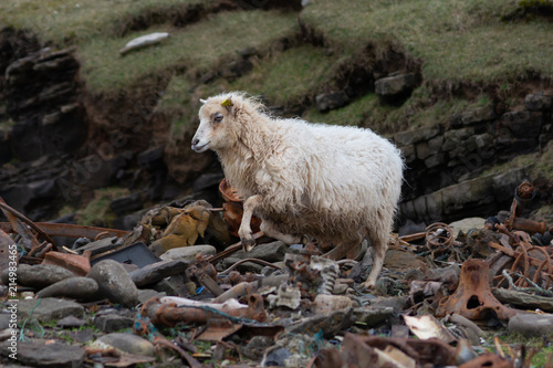 orkney sheep clambering over washed up metal