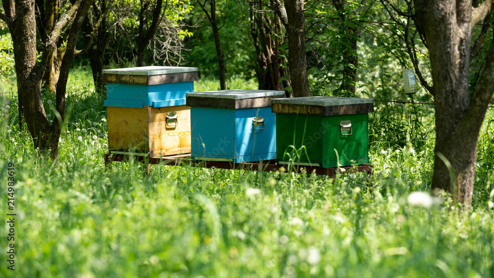 Bees are one of the most important insects in the world. They help the planet by repopulating the plants. Bees are one of the most important insects in the world. They help the planet by repopulating the plants.