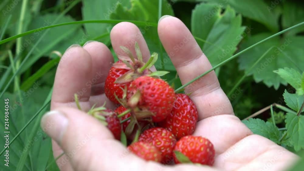 Woman holds strawberry on the palm in old english garden Summertime Woman holds strawberry on the palm in old english garden Summertime